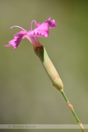 Bosanjer; Wood Pink; Dianthus sylvestris;