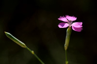Bosanjer; Wood Pink; Dianthus sylvestris;