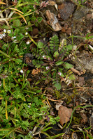 Rood herderstasje; Pink Shepherd's Purse; Capsella rubella