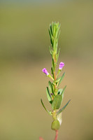 Kruipkattenstaart - Flase Grass-polly - Lythrum junceum