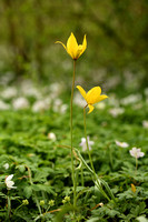 Bostulp; Wild tulip; Tulipa sylvestris