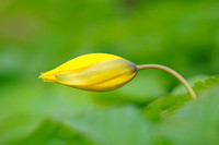 Bostulp; Wilde Tulp;Wild Tulip;Tulipa sylvestris