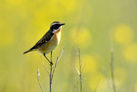 Paapje;Whinchat; Saxicola rubetra