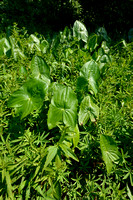 Breed pijlkruid; Duck-potato; Sagittaria latifolia