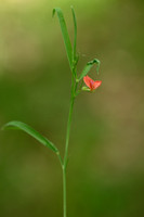Grass pea; Lathyrus spaericus
