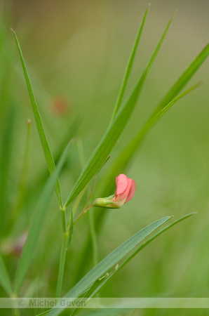Grass pea; Lathyrus sphaericus