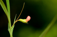 Grass pea; Lathyrus sphaericus