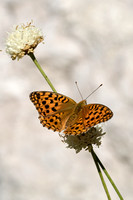 Bosrandparelmoervlinder; High Brown Fritillary; Fabriciana adipp