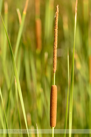 Kleine lisdodde;Lesser bulrush; Typha angustifolia