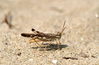 Geel Stipschild - Yellow winged Digging Grasshopper - Acrotylus longipes