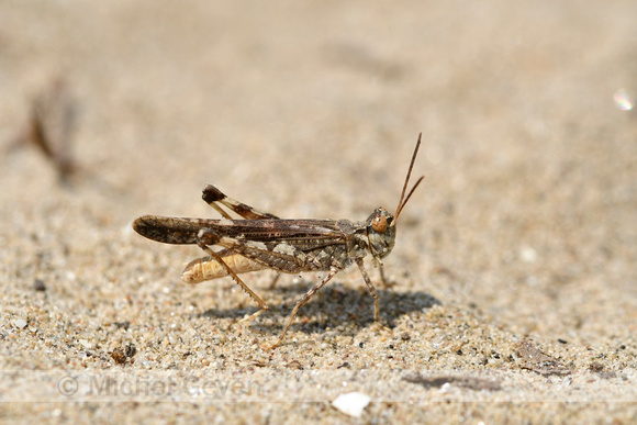 Yellow winged Digging Grasshopper; Acrotylus longipes