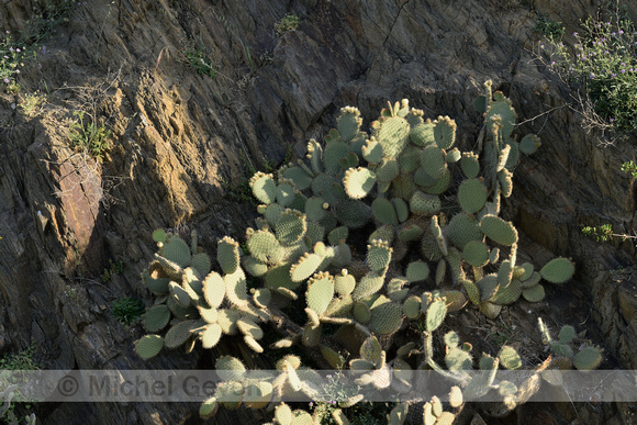 Cactus apple; Opuntia engelmannii;