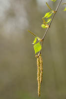 Ruwe Berk; Silver Birch; Betula pendula