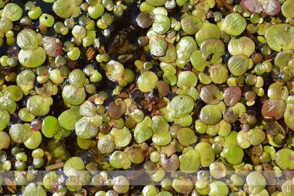 Veelwortelig kroos; Greater Duckweed; Spirodela polyrhiza