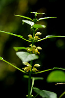 Grote Gele dovenetel; Lamiastrum galeobldolon subsp. montanum