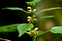Grote Gele dovenetel - Lamiastrum galeobldolon subsp. montanum
