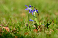 Oosterse Sterhyacint; Siberrian Squill; Scilla siberica;
