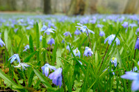 Oosterse Sterhyacint; Siberian Squill; Scilla siberica;
