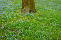 Oosterse Sterhyacint; Siberian Squill; Scilla siberica;