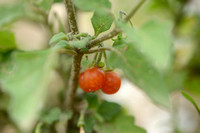 Donsnachtschade; Hairy nightshade; Solanum villosum