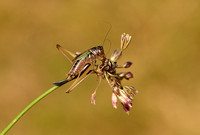 Heidesabelsprinkhaan; Bog Meadow bush-cricket; Metrioptera brach