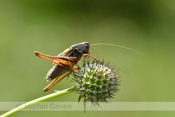 Heidesabelsprinkhaan; Bog Bush-cricket; Metrioptera brachyptera