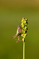 Heidesabelsprinkhaan; Bog Meadow Bush-cricket; Metrioptera brach