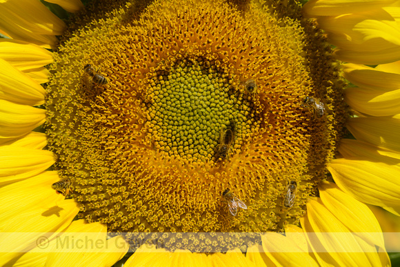 Zonnebloem; Sunflower; Helianthus annuus