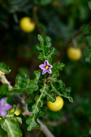 Sodomsappel; Apple of Sodom; Solanum linnaeanum