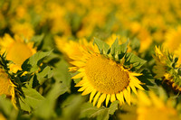 Zonnebloem - Sunflower - Helianthus annuus