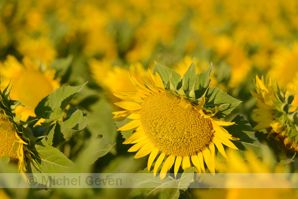 Zonnebloem; Sunflower; Helianthus annuus