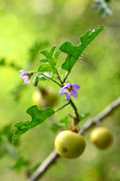 Sodomsappel; Apple of Sodom; Solanum linnaeanum