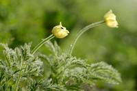 Alpenanemoon; Alpine pasqueflower; Pulsatilla alpina subsp. apii