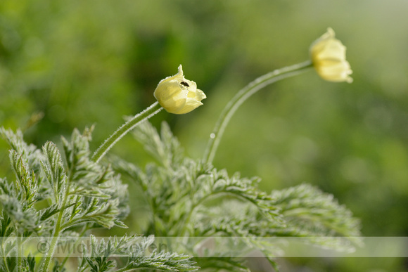Alpenanemoon; Alpine pasqueflower; Pulsatilla alpina subsp. apii