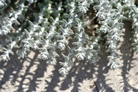 Cottonweed; Achillea maritima