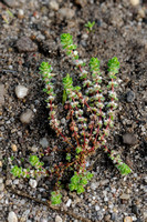 Grondster - Coral-necklace - Illecebrum verticillatum