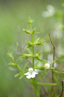 Bonenkruid; Summer Savory; Satureja hortensis
