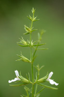 Bonenkruid; Summer Savory; Satureja hortensis