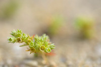 Kleine Hardbloem; Scarce Annual Knawel; Scleranthus annuus subsp. polycarpos