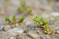 Kleine Hardbloem - Scarce Annual Knawel - Scleranthus annuus subsp. polycarpos