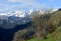 Briançon Pruim; Briançon apricot; Prunus brigantina