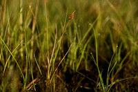 Draadzegge; Slender sedge; Carex lasiocarpa