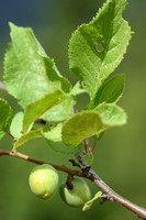 Brianon Pruim; Prunus brigantina