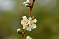 Brianon Pruim; Brianon apricot; Prunus brigantina