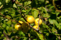 Briançon Pruim - Prunus brigantina -  Briançon apricot