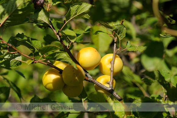 Briançon Pruim;Prunus brigantina; Briançon apricot;