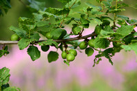 Brianonpruim; Alpine apricot; Prunus brigantina