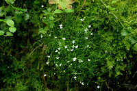Mossy Sandwort; Moehringia muscosa