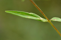 Moerasbasterdwederik; Marsh Willowherb; Epilobium palustre