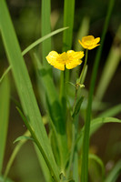 Grote boterbloem; Greater Spearwort; Ranunculus lingua